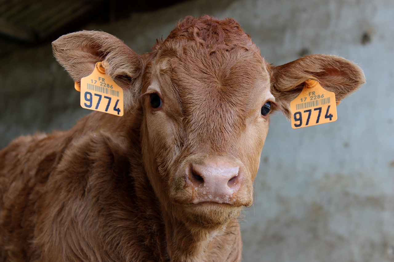 animal-3225721_1280
