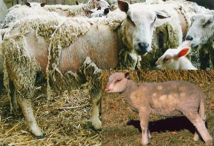 Brebis et agneau atteints de gale ovine (Soruce : GDS23 F. Personne)