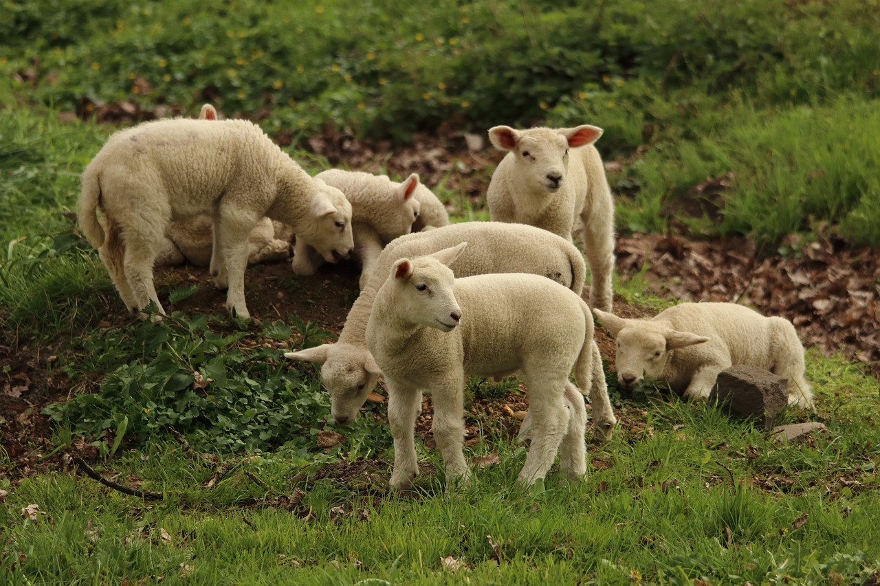 lamb-2211015_1280