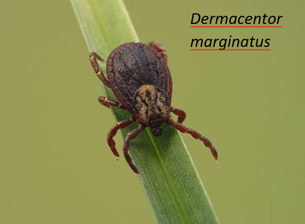 tique espèce dermacentor marginatus