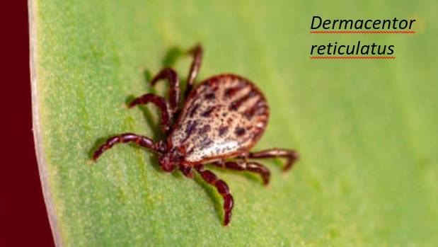 tique_dermacentor reticulatus