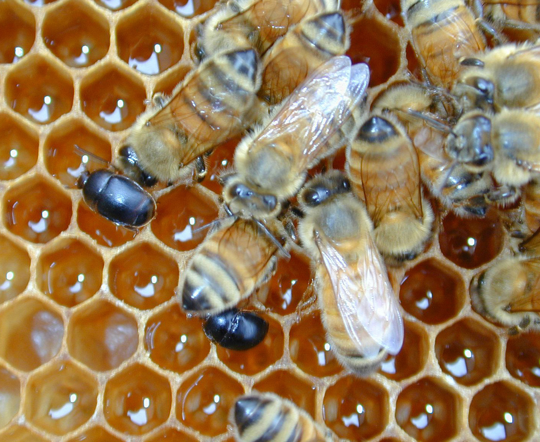 Aethina tumida et abeilles