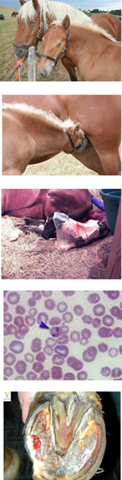 Bandeau_section_equine