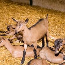 CHEVRETTES