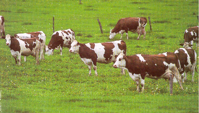 photo_formation_6