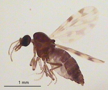 Culicoides