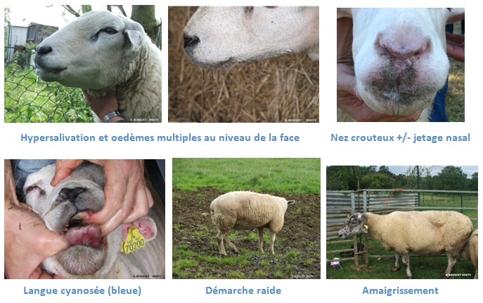 symptômes ovins