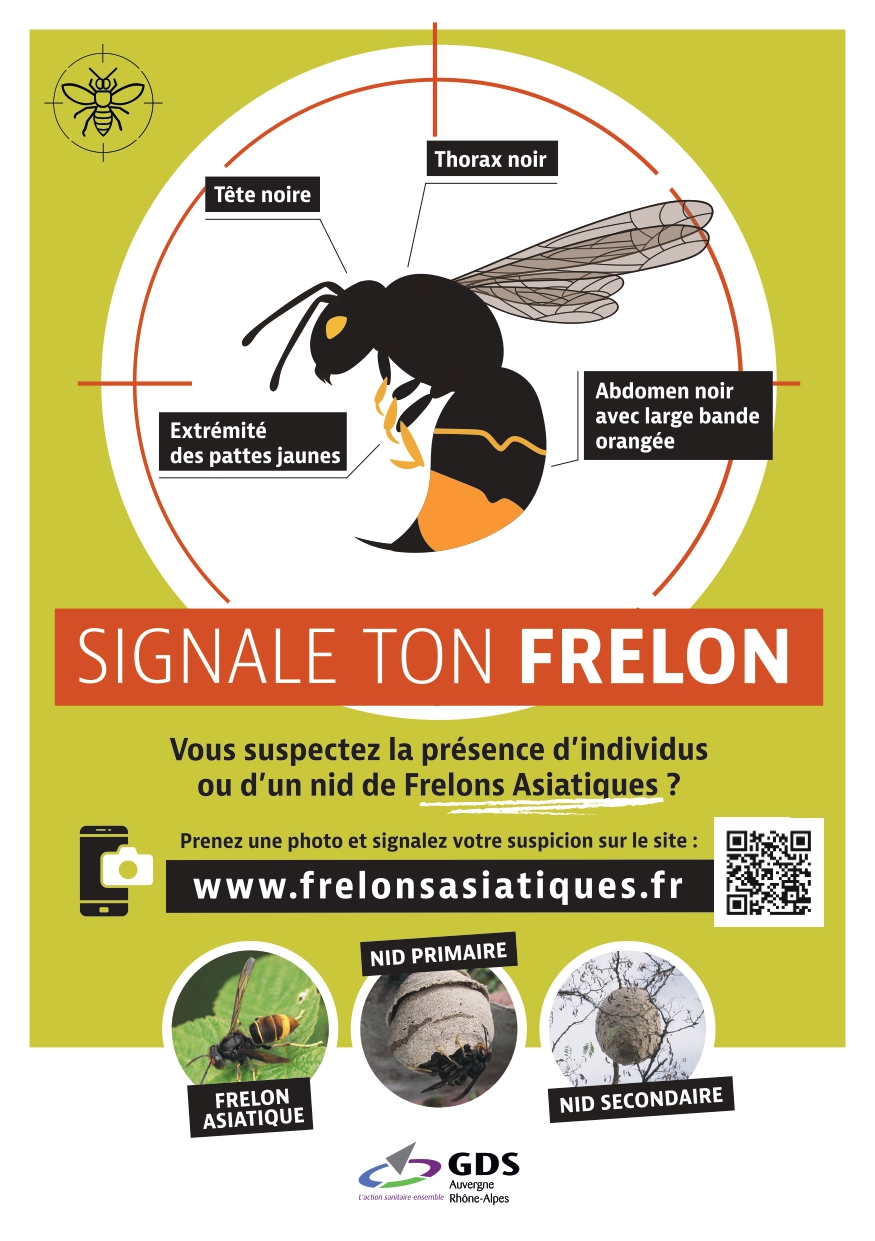 Flyers_frelonsasiatiques_2023_P1