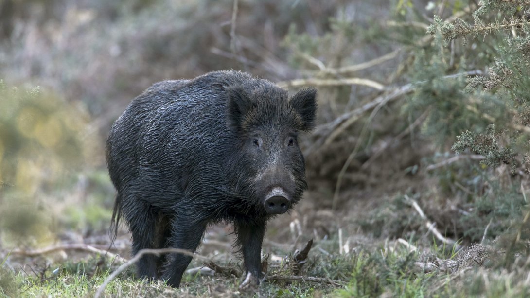 Sanglier - peste porcine- belgique