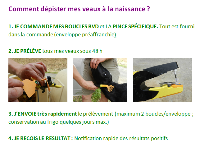article boucles BVD_1