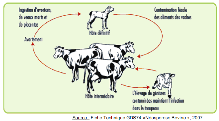 cycle néosporose