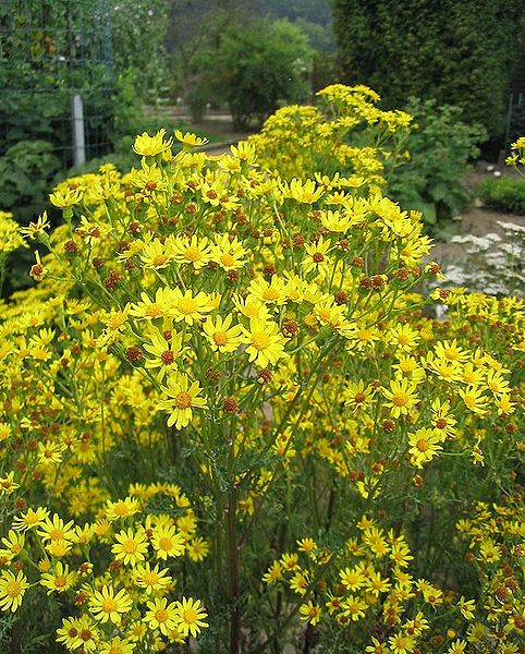seneçon de jacob en fleurs
