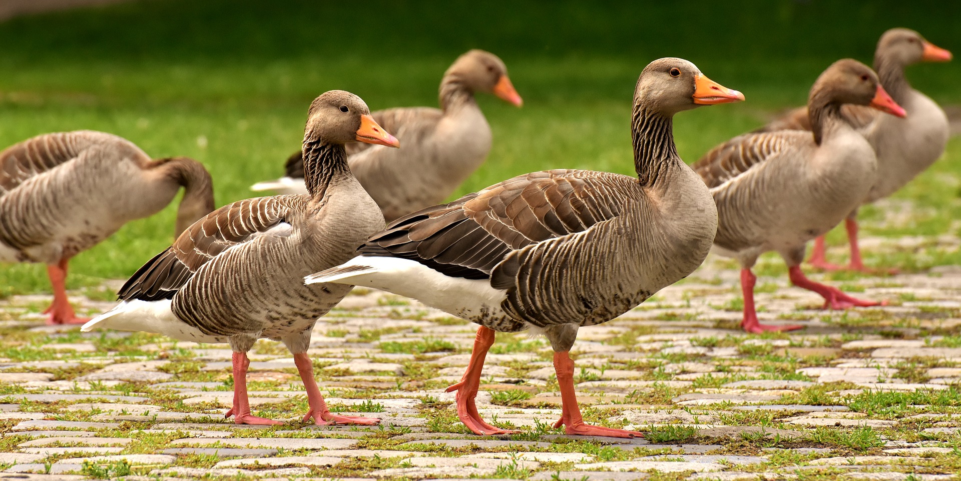 geese-3487734_1920