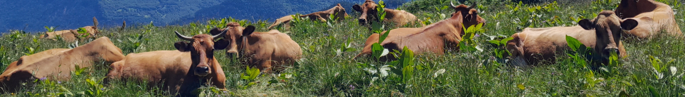 Vache tarine Vache tarine