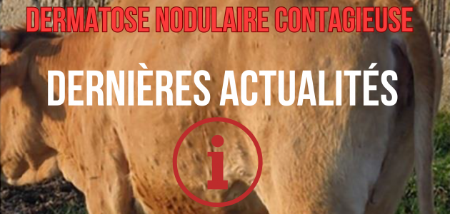 Dermatose Nodulaire Contagieuse Dermatose Nodulaire Contagieuse
