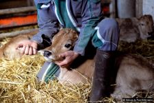 vaccination veau