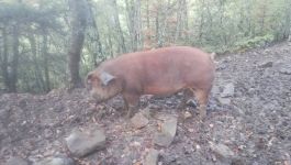 Porc_information_sanitaire