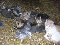 Il faut surveiller les populations de chats dans les étables
