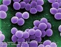 Staphylocoques