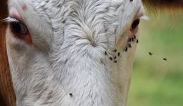 vache- PIxabay