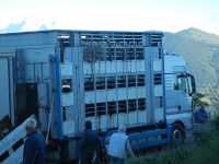 Le transport d’animaux vivant augmente le risque de contaminer les animaux