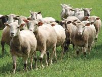 La tranmission du virus se fait par voie respiratoire