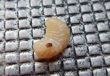 Varroa sur une larve d'abeille Varroa sur une larve d'abeille