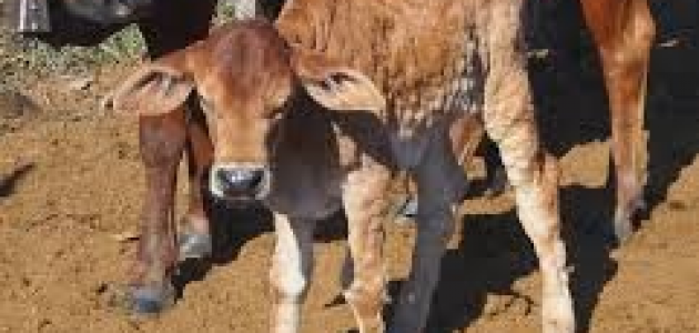 DNC_bovine