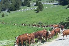 la transhumance : un signe de qualité de l’élevage alpin