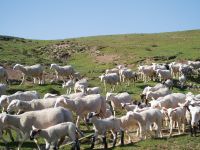 Connaître les maladies de son troupeau pour mieux les gérer