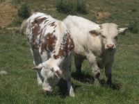 Les coûts d’immobilisation des animaux sont éligibles