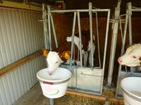 Maitriser le confort des jeunes ruminants : clé de réussite de l’élevage