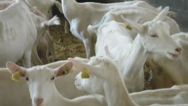 Maitriser au mieux la création de son troupeau (GDS07)