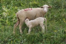 La santé des jeunes commence par celle des mères