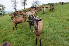 crédit photo Terre Dauphinoise