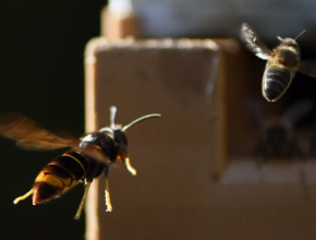 savoie-apiculture-FA