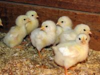 La santé des poussins dépend de plusieurs éléments, notamment l'ambiance du bâtiment (Wikipedia commons)