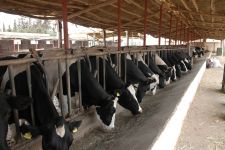 La listériose en élevage bovin