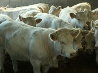 Seule une analyse de sang permet de confirmer la maladie